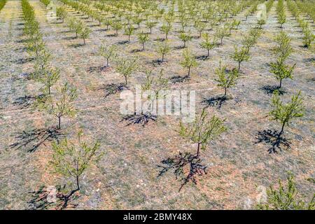 Vue aérienne de la jeune oliveraie dans les contreforts des Pyrénées espagnoles près de Huesca, Aragon, Espagne Banque D'Images