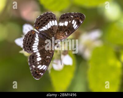 Amiral blanc eurasien (Limenitis camilla) perché sur la fleur de blackberry (Rubus) sur fond vert vif, Brummen, Gueldre, Pays-Bas Banque D'Images