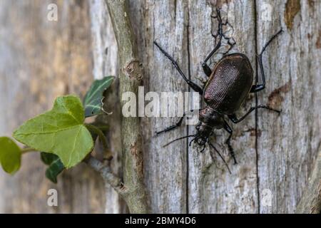 Scarabée du chercheur inférieur (Calosoma inquisitor) ou chasseur de caterpillar. Ce coléoptère est assez rare mais peut devenir nombreux en années quand il est proie comme le chêne Banque D'Images