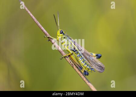 Grand sauterelle de marais (Stethophyma grossum) perchée sur une branche sur fond vert tranquille Banque D'Images
