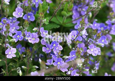 Fleurs de Veronica illuminées par le soleil dans une verrière de forêt. Banque D'Images