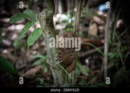 Le joli tarsier de Bohol se tient sur la branche de l'arbre. Le tarsier philippin (Carlito syrichta), avec ses yeux immenses. Banque D'Images
