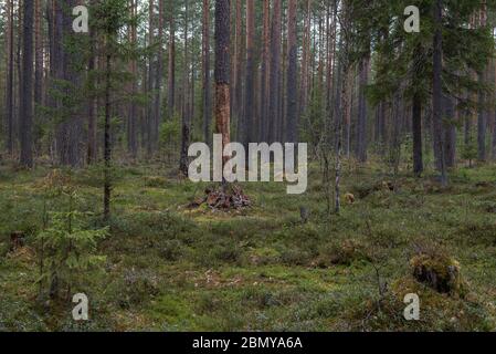 Le tronc d'un pin avec une écorce dépouillée dans la forêt. Banque D'Images