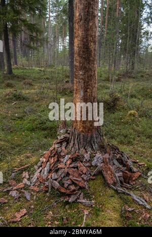 Le tronc d'un pin avec une écorce dépouillée dans la forêt. Banque D'Images