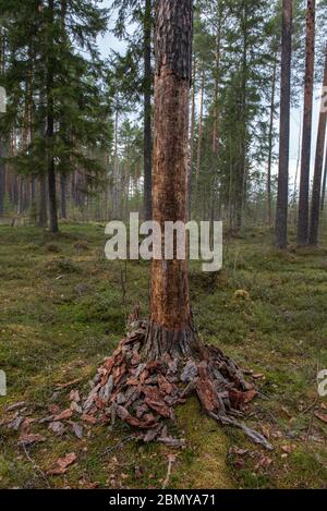 Le tronc d'un pin avec une écorce dépouillée dans la forêt. Banque D'Images