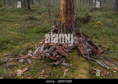 Le tronc d'un pin avec une écorce dépouillée dans la forêt. Banque D'Images