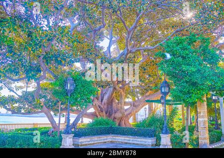 Le banc confortable sous un énorme arbre de ficus étendu à Alameda Apodaca et les jardins marques de Comillas sur la promenade de l'océan Atlantique, Cadix, Espagne Banque D'Images