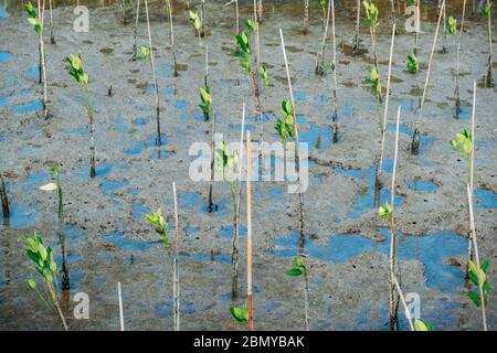 Plantation de semis de mangrove dans la zone côtière de Bangkok afin de tenter de reconstruire le sol et les terres contre les terres perdues par l'érosion côtière Banque D'Images