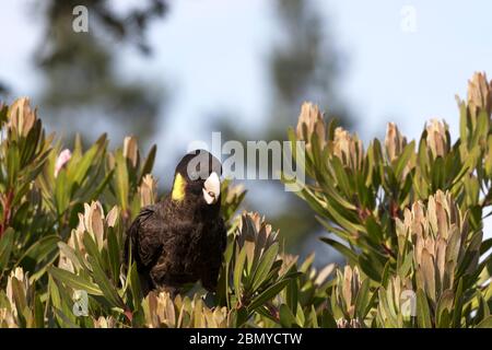 Coqatoo noir à queue jaune indigène perché dans le Bush naturel de l'île Bruny en Tasmanie avec espace copie au-dessus Banque D'Images