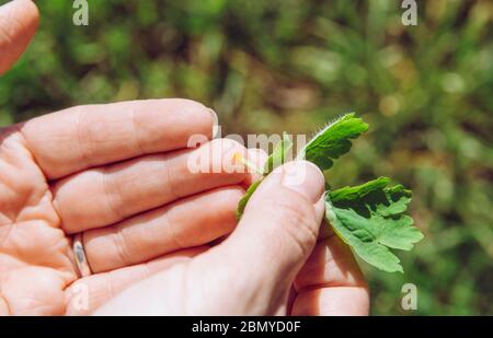 Personne tenant la feuille de Chelidonium majus ( aussi connu:celandine plus grande, nipplewort, swallowwort ou tétermoort) pour guérir la verrue sur le doigt avec les plantes. Banque D'Images