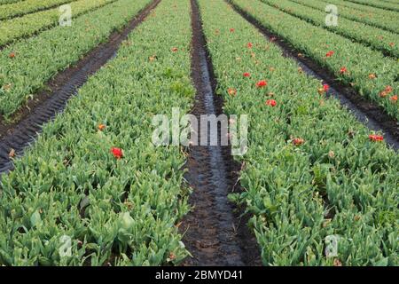 Champ de tulipes pour la culture des bulbes dans la campagne hollandaise, les têtes de fleurs sont retirées pour stimuler la production de bulbes Banque D'Images