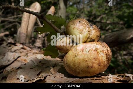 Trois galettes de pommes de chêne sur une branche, tombé d'un arbre Banque D'Images