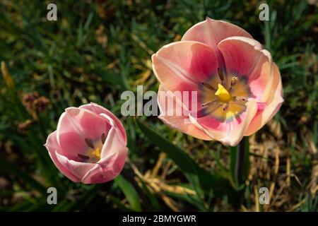 Deux tulipes roses en herbe verte, vue de dessus par une journée ensoleillée Banque D'Images