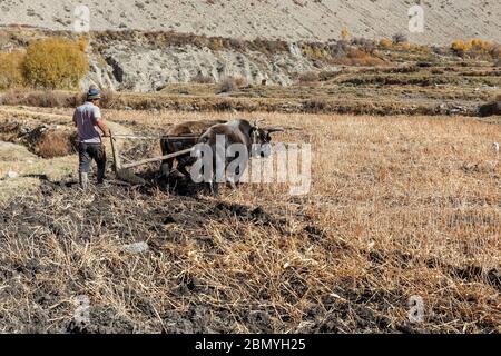 Kagbeni, district de Mustang, Népal - 19 novembre 2016 : un homme népalais plique son champ de taureaux. Kagbeni Village à Lower Mustang. Banque D'Images