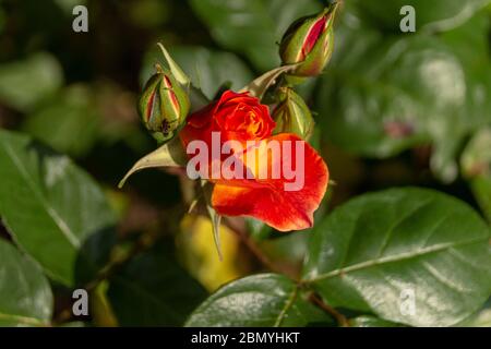 vue rapprochée d'une rose orange trois bourgeons où le milieu s'ouvre et d'un petit insecte sur l'extérieur d'un bourgeon Banque D'Images