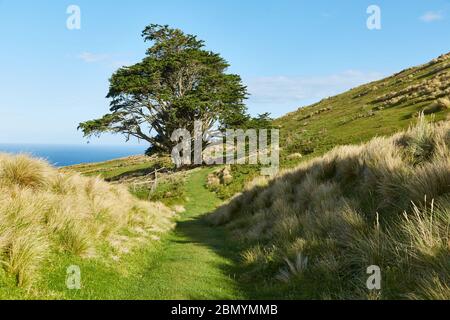 Magnifique paysage vert en Nouvelle-Zélande Banque D'Images