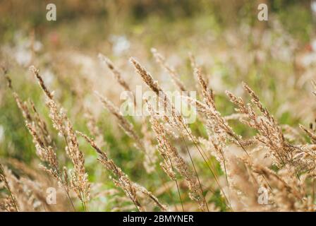Belles oreilles dorées d'herbe illuminées par le soleil d'été Banque D'Images