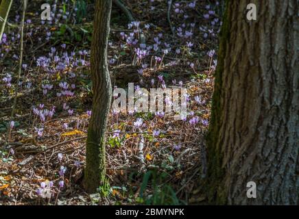 Les cyclamens roses sauvages protégés fleurissent sous les arbres de la forêt européenne. Banque D'Images