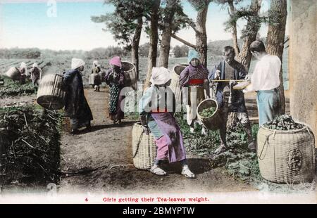 [ 1920 Japon - les cueilleurs de thé japonais pesant le thé ] — deux hommes pèsent les feuilles de thé cueillies par les cueilleurs de thé femelles, ca. 1920 (Taisho 9). Cette image provient d'une série de cartes sur l'industrie japonaise du thé. Texte original (carte 4): "Les filles obtiennent leur poids de feuilles de thé." carte postale vintage du xxe siècle. Banque D'Images