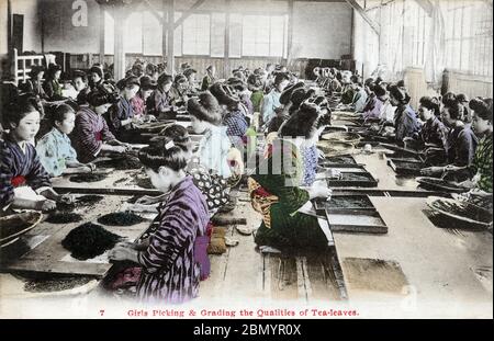 [ années 1920 Japon - femmes japonaises Tri des feuilles de thé ] — femmes et filles tri et classement des feuilles de thé, ca. 1920 (Taisho 9). Cette image provient d'une série de cartes sur l'industrie japonaise du thé. Texte original (carte 7): "Les filles cueillant et gradant les qualités des feuilles de thé." carte postale vintage du xxe siècle. Banque D'Images