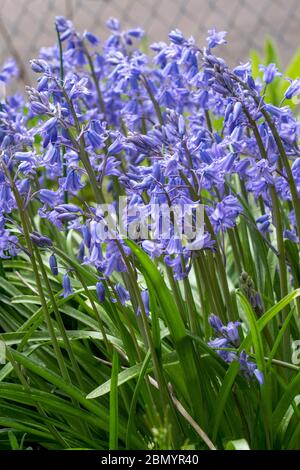 Issaquah, Washington, États-Unis. La jacinthus orientalis (jacinthe commune, jacinthe de jardin ou jacinthe hollandaise) a des fleurs fortement parfumées. Banque D'Images