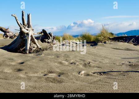 New Zealand Beech Sunrise Banque D'Images