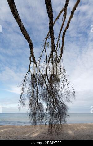 Vue inhabituelle d'en dessous sur les bouleaux, inclinés de la rive abrupte de la côte de la mer Baltique, les arbres pendent de haut en bas sur la photo Banque D'Images