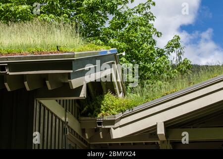 North Bend, Washington, États-Unis. Toit vert sur un bâtiment. Les avantages d'un toit vert incluent : une meilleure qualité de l'air, une réduction de la chaleur et plus encore Banque D'Images