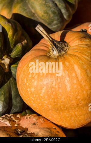 Le squash Amish Pie est une courge d'hiver à la chair orange pâle mesurant jusqu'à 5 pi d'épaisseur. Sa chair ferme et humide est excellente pour la fabrication des tartes Banque D'Images