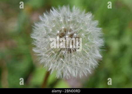 Tête entière de semence de pissenlit (Taraxacum officinale) sur fond vert flou Banque D'Images