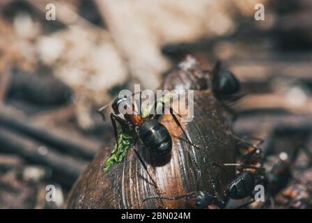 l'équipe de fourmis de forêt mange des escargots de bois. Un parfait exemple de travail d'équipe. Macro de mise au point sélective avec DOF peu profond Banque D'Images