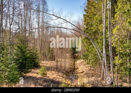 Belle forêt de printemps mixte avec de longs arbres fins de bouleau que de se pencher vers le bas, pas encore de feuilles sur l'arbre. Ciel bleu clair, pas de nuages, peu de coulées de forêt creek Banque D'Images