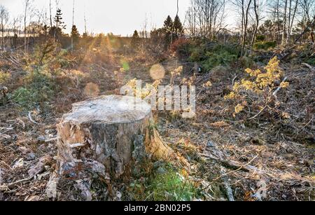 Ancienne broche de pin illuminée par le coucher du soleil. Espace ouvert dans la zone forestière où les branches d'arbres ont laissé partout après la coupe de forêt industrielle cet hiver, Suède Banque D'Images
