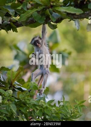 Bébé singe colobus rouge dans un habitat naturel de forêt verte Banque D'Images