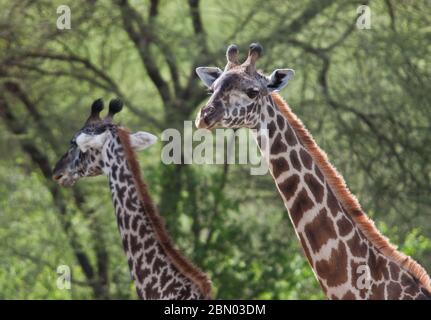 girafe dans la forêt d'acacia sauvage Banque D'Images