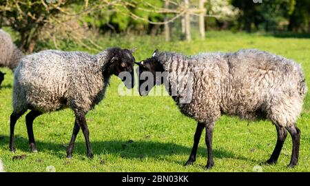 Les moutons de Gotland se dirigent vers le terrain à Stanley Pontlarge, dans les Cotswolds. Banque D'Images