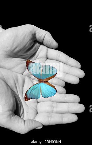Arrière-plan spirituel avec papillon et mains humaines isolées dans fond noir Banque D'Images