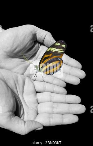 Arrière-plan spirituel avec papillon et mains humaines isolées dans fond noir Banque D'Images