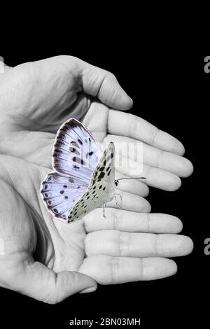 Arrière-plan spirituel avec papillon et mains humaines isolées dans fond noir Banque D'Images
