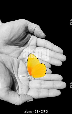 Arrière-plan spirituel avec papillon et mains humaines isolées dans fond noir Banque D'Images