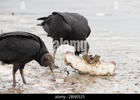 Vautours noirs mangeant la carcasse d'un requin Hammerhead capturé par des pêcheurs commerciaux, se Brésil Banque D'Images