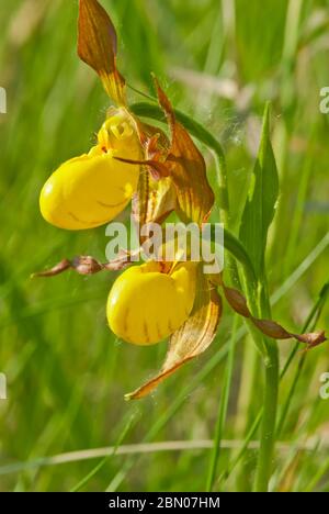 Une paire d'orchidées de slipper jaunes, Cypripedium parviflorum, qui poussent dans le centre de l'Alberta, au Canada. Banque D'Images