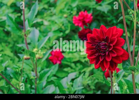 Nuit arabe rouge dahlias dans un jardin d'été. Banque D'Images