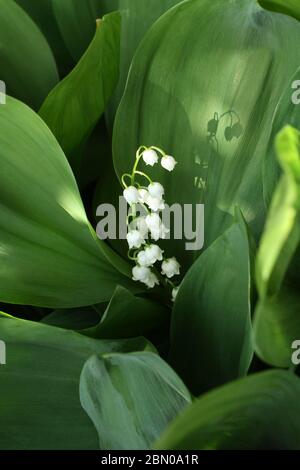 Le soleil illumine un nénuphar de la fleur de vallée parmi les feuilles de la forêt Banque D'Images