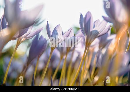 Jardinage, plantation concept. Сlose haut de Colchicum Autumnale/ Crocus - fleur violette d'automne sur le terrain, foyer doux sélectif, vue de dessous. Jour ensoleillé Banque D'Images