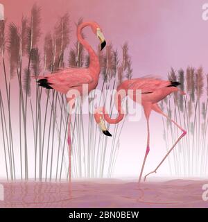 Flamingos américain - UN Flamingo mâle et femelle sont des filtreurs et vivent habituellement dans de grandes troupeaux d'oiseaux. Banque D'Images