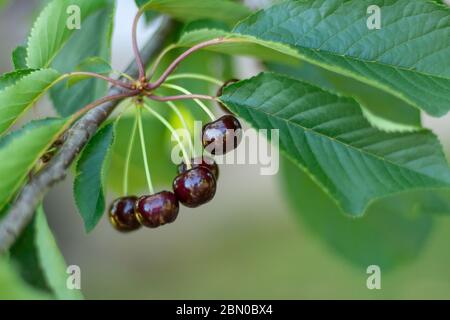 Un bouquet de cerises mûres accrochées à un arbre Banque D'Images