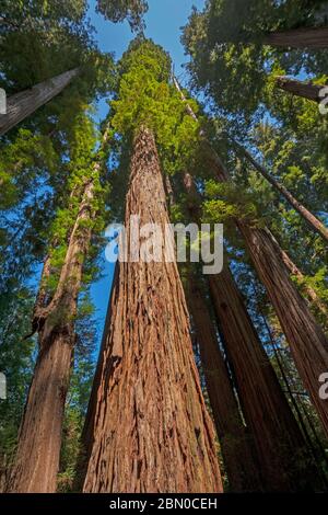 Séquoia côtier qui s'envolent dans le ciel dans le Stout Grove du parc national de Redwood en Californie Banque D'Images