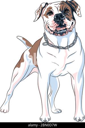 Croquis vectoriel de chien américain Bulldog race, blanc avec des taches de brun et de noir Illustration de Vecteur