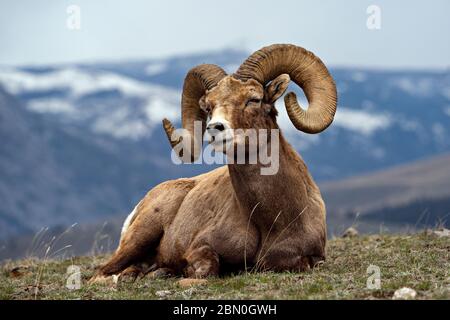 Grand bélier de moutons à corne Banque D'Images